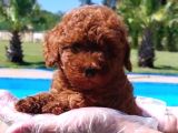 Tea Cup  Orji̇nal Toy Poodle Yavrulari