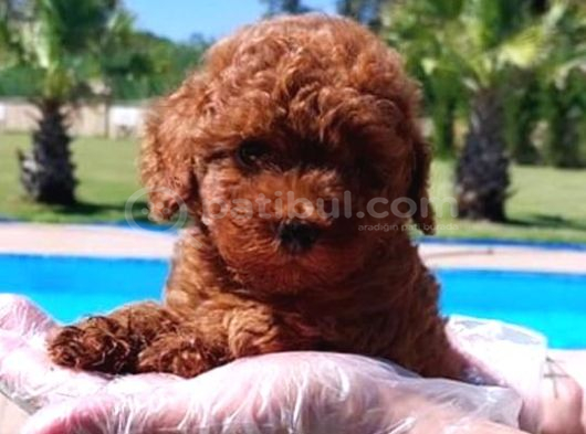 Tea Cup  Orji̇nal Toy Poodle Yavrulari görsel