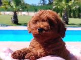 Tea Cup  Orji̇nal Toy Poodle Yavrulari