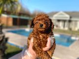 Tea Cup  Orji̇nal Toy Poodle Yavrulari