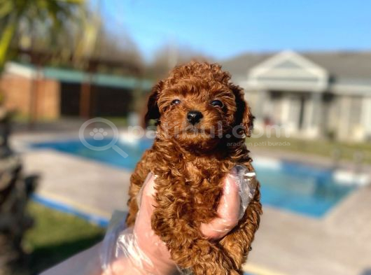 Tea Cup  Orji̇nal Toy Poodle Yavrulari görsel