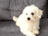 Tesli̇me Hazir Maltese Teri̇yer Yavrumuz Yeni̇ Sahi̇bi̇ni̇ Ariyor