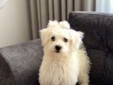 TESLİME HAZIR MALTESE TERİYER YAVRUMUZ YENİ SAHİBİNİ ARIYOR