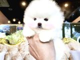 Pomeranian Boo Teddy Bear En Mini Boy Yavrularımız