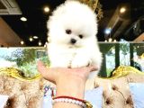 Pomeranian Boo Teddy Bear En Mini Boy Yavrularımız