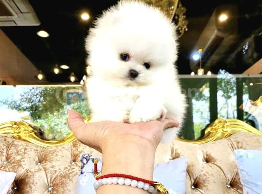Pomeranian Boo Teddy Bear En Mini Boy Yavrularımız