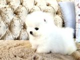Pomeranian Boo Teddy Bear En Mini Boy Yavrularımız