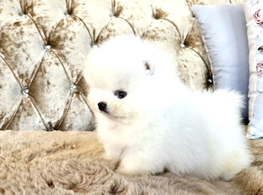Pomeranian Boo Teddy Bear En Mini Boy Yavrularımız görsel