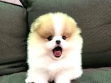 Pomeranian Boo Teddy Bear En Mini Boy Yavrularımız