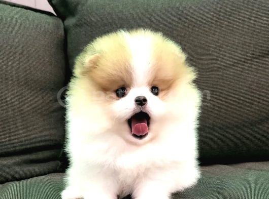 Pomeranian Boo Teddy Bear En Mini Boy Yavrularımız görsel