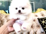 Pomeranian Boo Teddy Bear En Mini Boy Yavrularımız