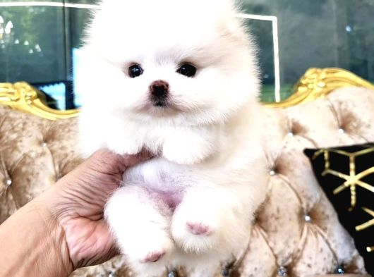 Pomeranian Boo Teddy Bear En Mini Boy Yavrularımız görsel