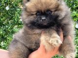Tedy bear ayıcık bebek