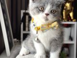 British Shorthair Bicolor