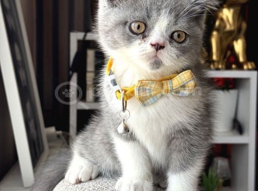 British Shorthair Bicolor görsel