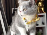 British Shorthair Bicolor