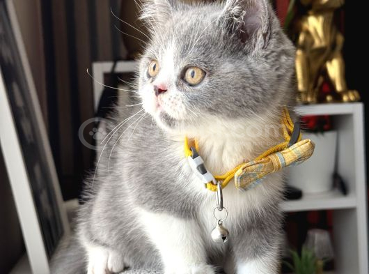 British Shorthair Bicolor görsel