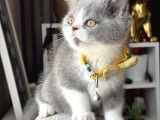 British shorthair bicolor