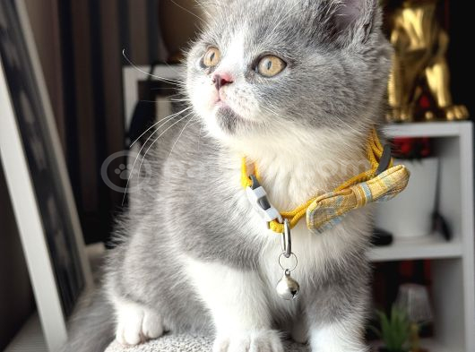 British shorthair bicolor