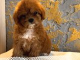 Core toy poodle uygun