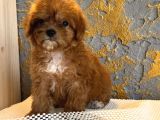 Core Toy Poodle Uygun