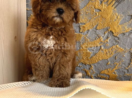 Core Toy Poodle Uygun görsel