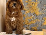 Core Toy Poodle Uygun