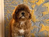 Core Toy Poodle Uygun