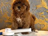 Core toy poodle yavrular uygun