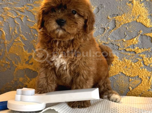 Core Toy Poodle Yavrular Uygun