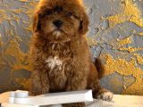 Core Toy Poodle Uygun