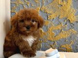 Core Toy Poodle Uygun
