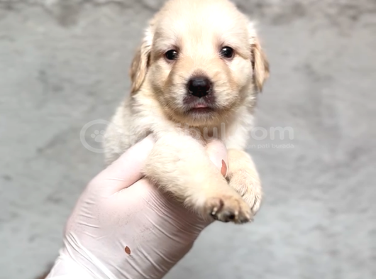A Kalite Labrador Retriver Yavrular Renk Renk görsel