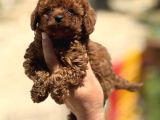 Mini boy korea poodle bebekler