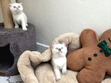 Sağlıklı Longhair Ve Shorthair Yavrular