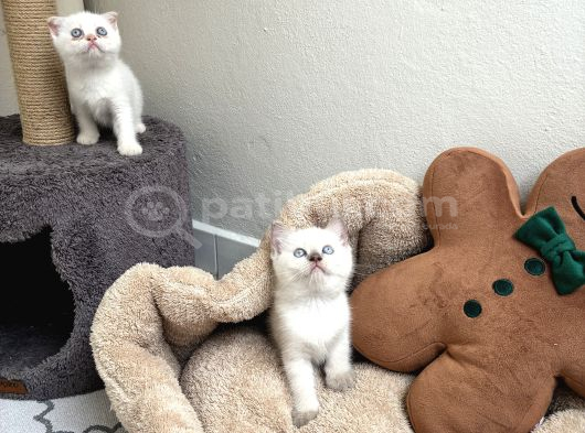 Sağlıklı Longhair Ve Shorthair Yavrular görsel