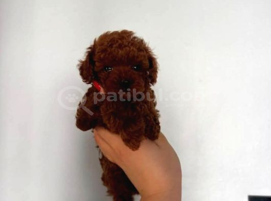 Mini Mini Teacup  Kore Toy Podlle Yavrularım görsel