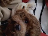 Toy Poodle Sahiplenme İstanbul