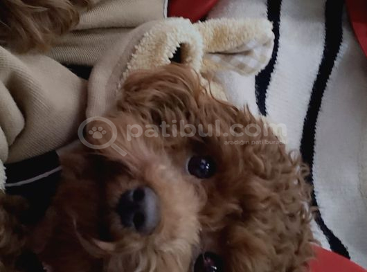 Toy Poodle Sahiplenme İstanbul görsel