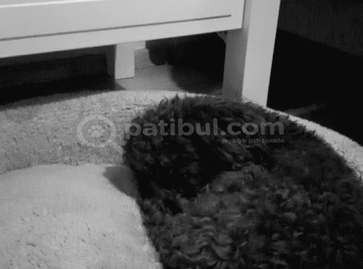 Toy Poodle Sahiplenme İstanbul görsel