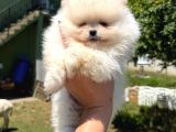 Orjinal Pomeranian Boo