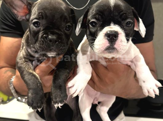 Fransız Bulldog 45 Günlük görsel