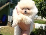 Orjinal Pomeranian Boo