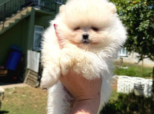 Orjinal Pomeranian Boo