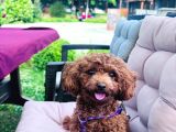 Toy Poodle sahiplenme İstanbul