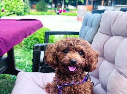 Toy Poodle Sahiplenme İstanbul