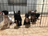 Fransız Bulldog 45 Günlük