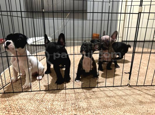 Fransız Bulldog 45 Günlük görsel