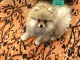 Pomeranian Yavru