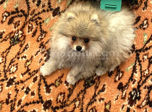 Pomeranian Yavru görsel